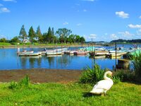 女性限定👩【1万歩】我孫子南口10時集合🌿手賀沼絶景さんぽ＆鳥博物館探訪！ゆったり3時間ほっこり企画