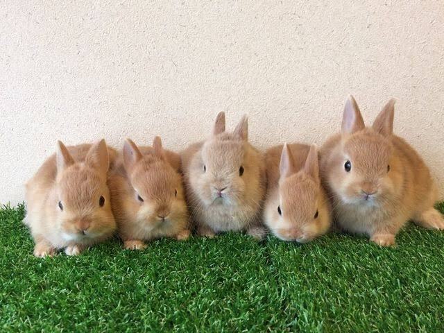 【早割中】うさぎと触れ合えるカフェに行こう🐇🐇