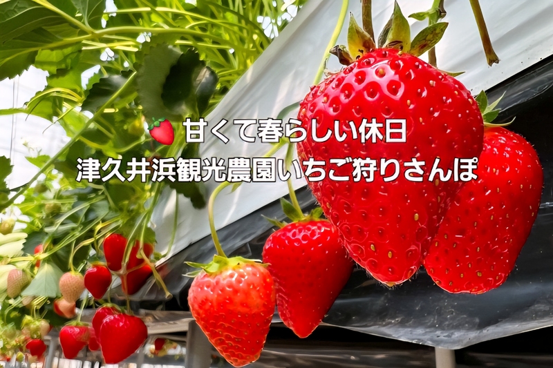 🍓 甘くて春らしい休日｜津久井浜観光農園のいちご狩りさんぽ