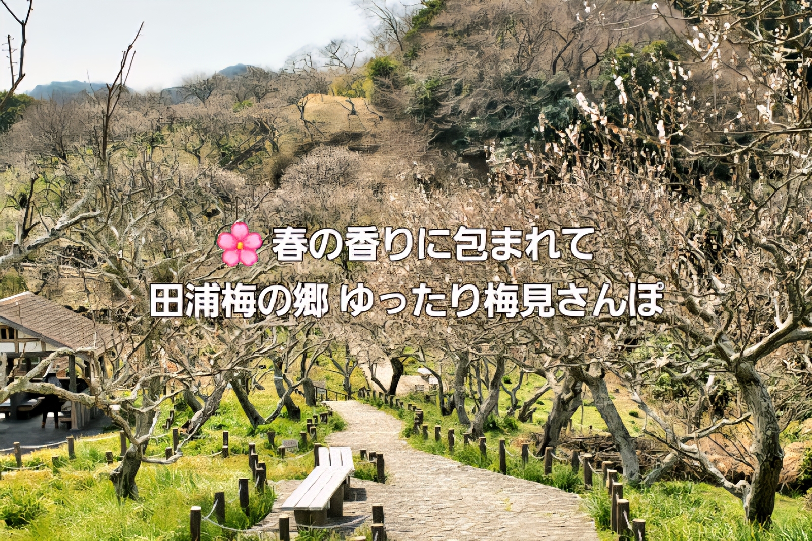 🌸 春の香りに包まれて｜田浦梅の郷 ゆったり梅見さんぽ