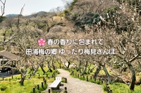 🌸 春の香りに包まれて｜田浦梅の郷 ゆったり梅見さんぽ