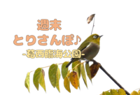 【週末とりさんぽ♪】-葛西臨海公園でバードウォッチング-（午前の部）