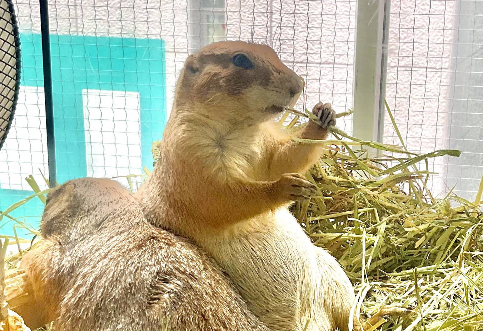【20代30代限定】20種類以上の動物と触れ合える！？人気の動物カフェに行こう🌺🌺