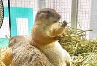 【20代30代限定】20種類以上の動物と触れ合える！？人気の動物カフェに行こう🌺🌺