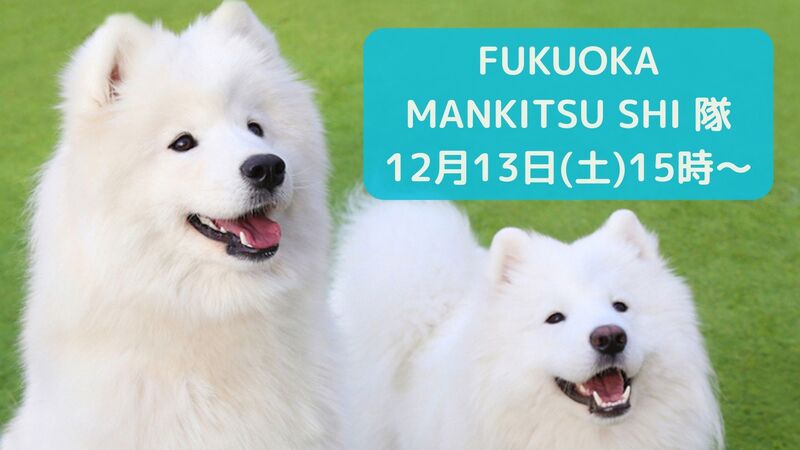 【12月13日(土)15時～】癒しのサモエドカフェ会💠🐶💠