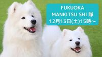 【12月13日(土)15時～】癒しのサモエドカフェ会💠🐶💠