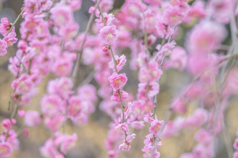 【20代30代限定】650本の梅が見られる！？梅まつりに行こう🌸🌸