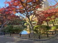 🚶🏻【日比谷公園】朝さんぽ と カフェトーク