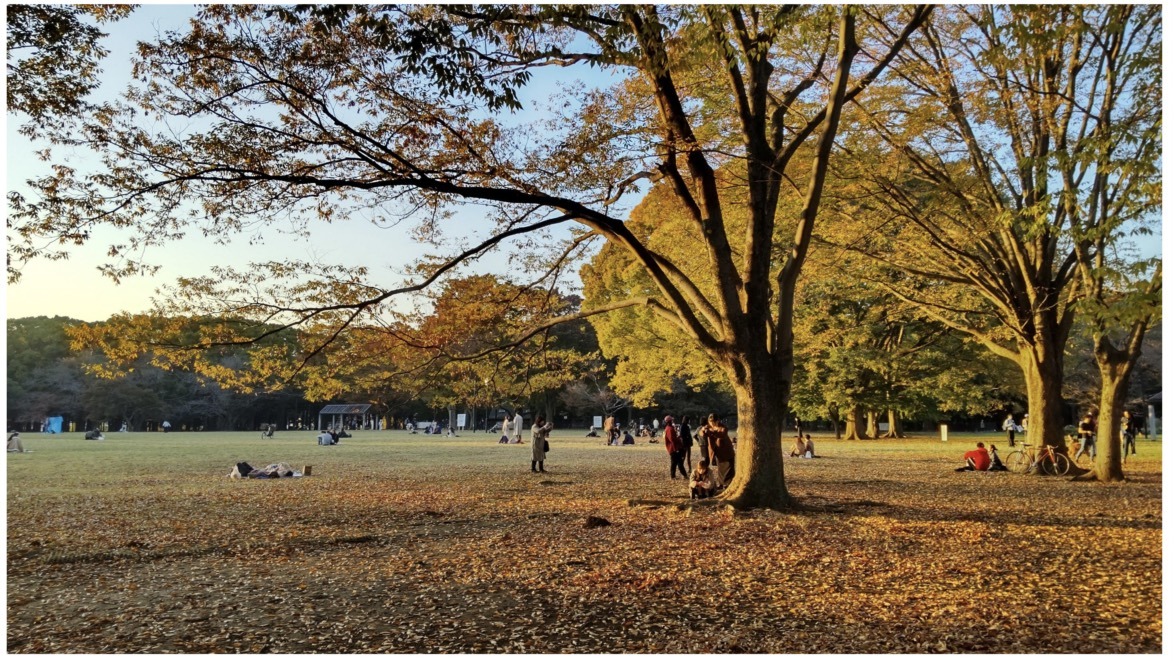 　『代々木公園』朝散歩、手相占い！