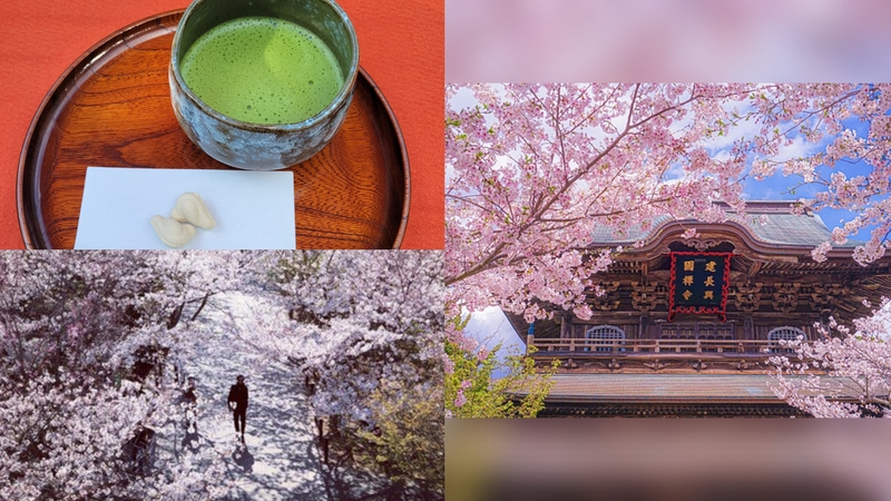 【女性主催】北鎌倉で桜を見ながら神社仏閣巡りをしよう