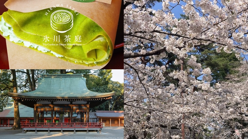 【女性主催】武蔵一宮氷川神社と大宮公園で桜を見よう！
