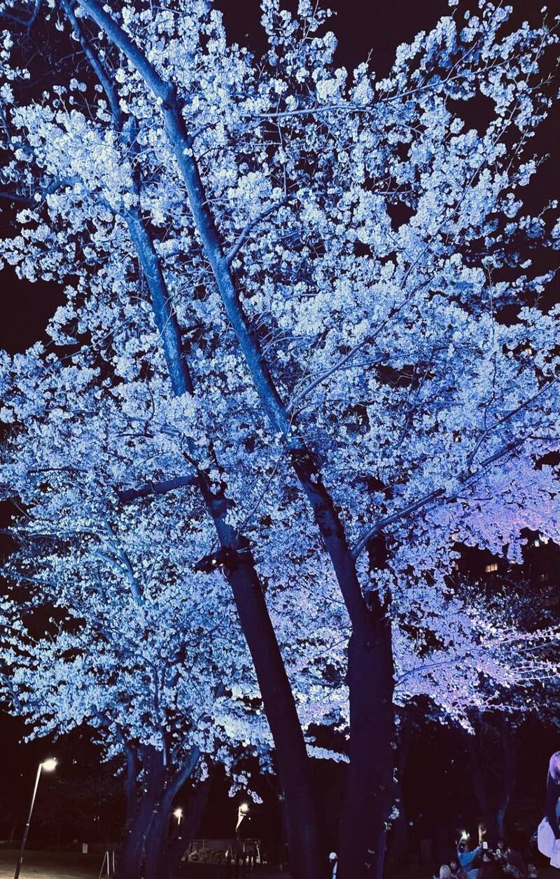 【20代30代限定】見頃の夜桜ライトアップを見に行こう🌺🌺