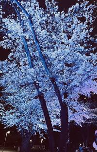 【20代30代限定】見頃の夜桜ライトアップを見に行こう🌺🌺