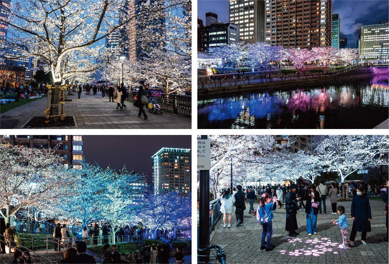 【20代30代限定】大人気の夜桜ライトアップを見に行こう😺😺