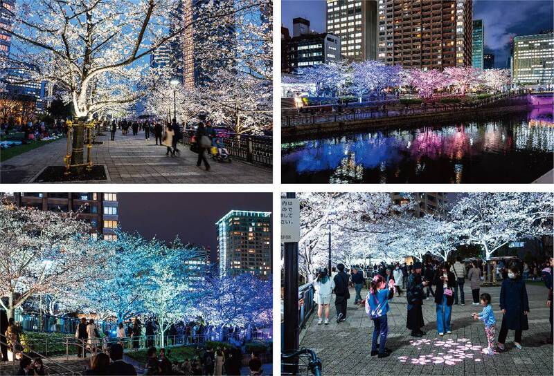 【20代30代限定】大人気の夜桜ライトアップを見に行こう😺😺