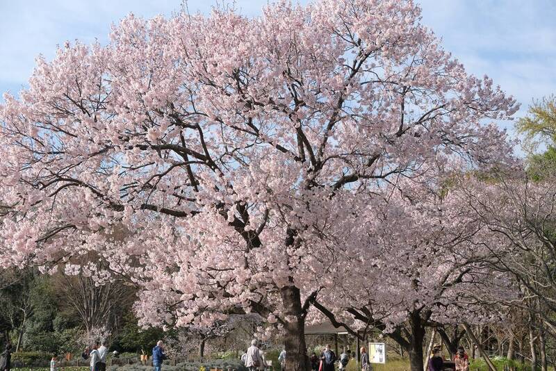 【20代30代限定】早咲きの桜を見に行こう🍠🍠🍠