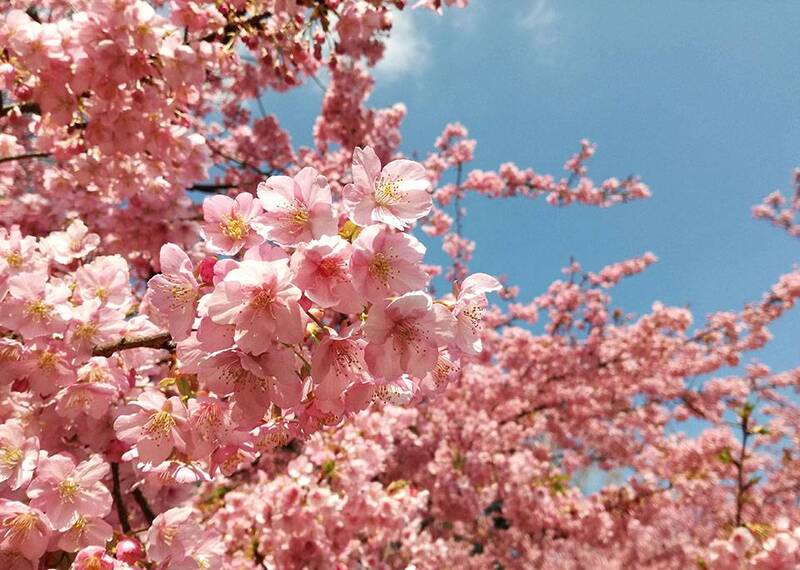 【20代30代限定】3月に咲く桜を見に行こう🐣🐣