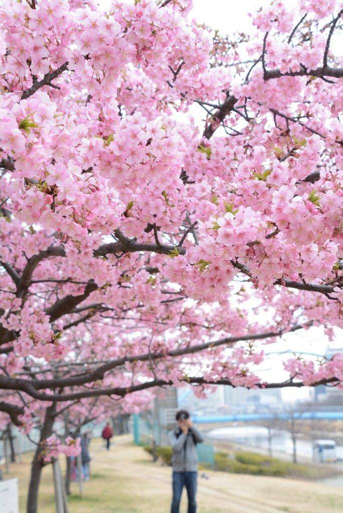 【20代30代限定】早咲き桜を見に行こう🦮🦮