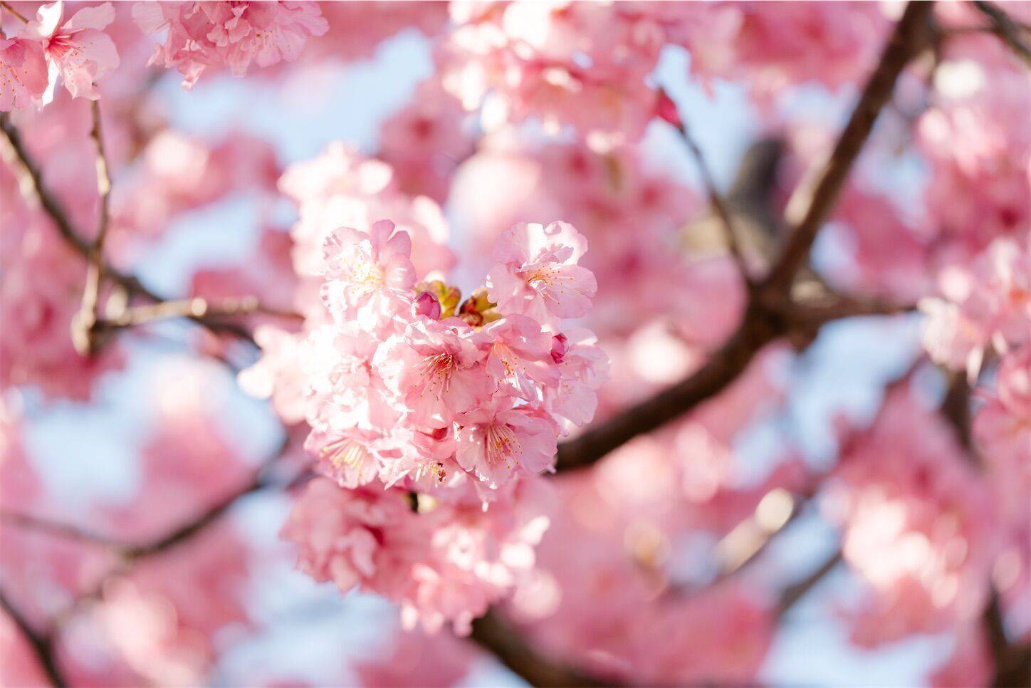 【20代30代限定】早咲きの桜を見に行こう😽😽