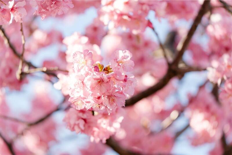 【20代30代限定】早咲きの桜を見に行こう😽😽