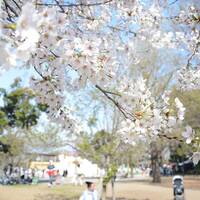 【20代30代限定】穴場の桜スポットに行こう🎀🎀
