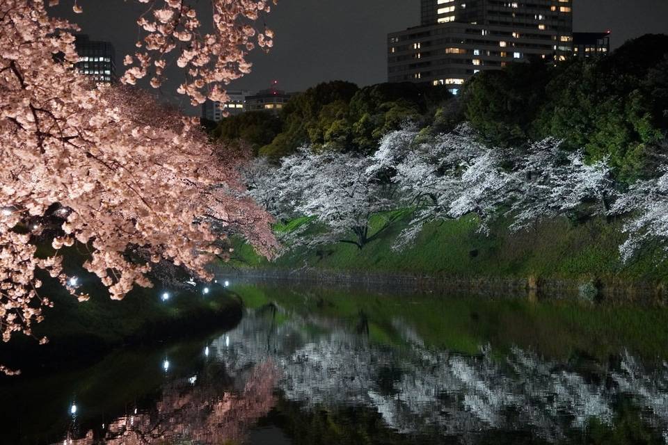 【20代30代限定】桜のライトアップを見に行こう🌈🌈