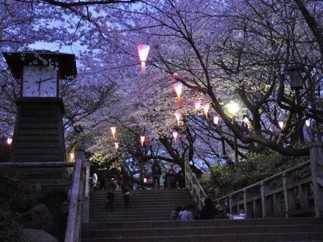 【20代30代限定】ぼんぼりも点灯！？桜のライトアップを見に行こう🌺🌺