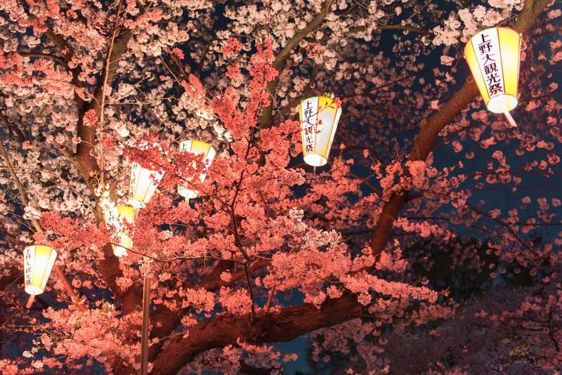 【20代30代限定】大人気の夜桜ライトアップを見に行こう😺😺