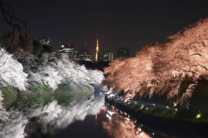 【20代30代限定】桜のライトアップを見に行こう😺😽🐈