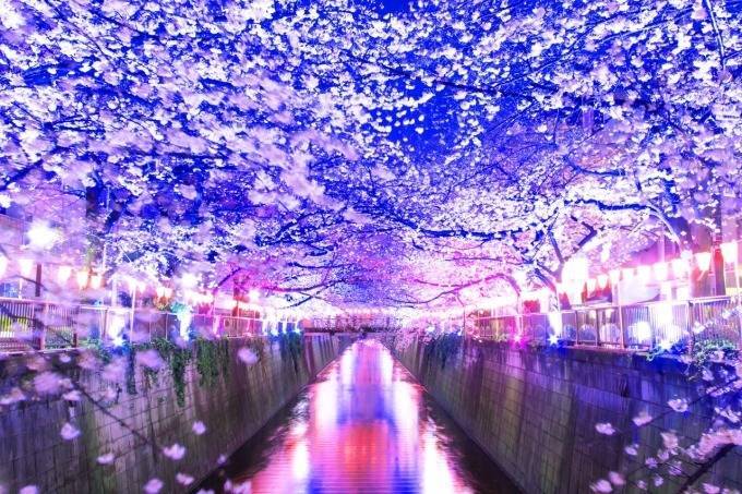 【20代30代限定】桜のライトアップを見に行こう🌈🌈