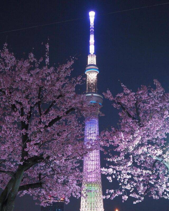 【20代30代限定】隅田公園の夜桜を見に行こう🐽🐽🐽