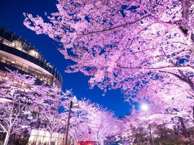 【20代30代限定】夜桜ライトアップを見に行こう🐈🐈