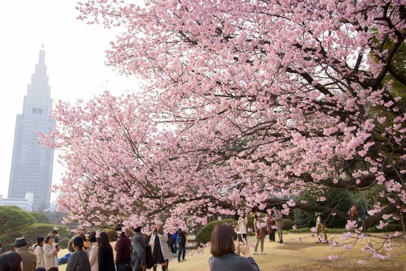 【20代30代限定】いろいろな種類が楽しめる！？見頃の桜を見に行こう🐽🐽