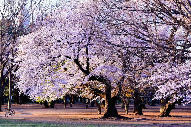 【20代30代限定】早咲きの桜を見に行こう🦊🦊