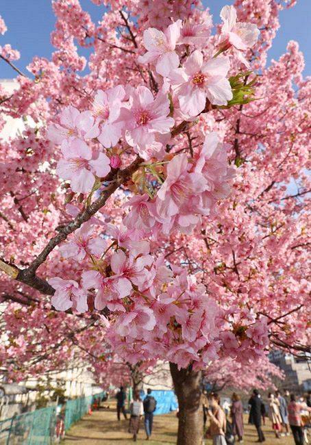 【20代30代限定】早咲き桜を見に行こう🦮🦮