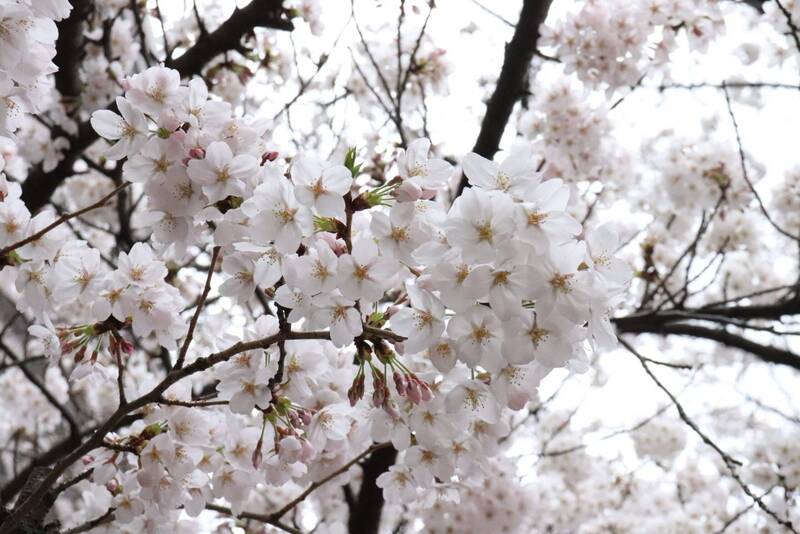 【20代30代限定】庭園の桜を見に行こう🦊🦊🦊