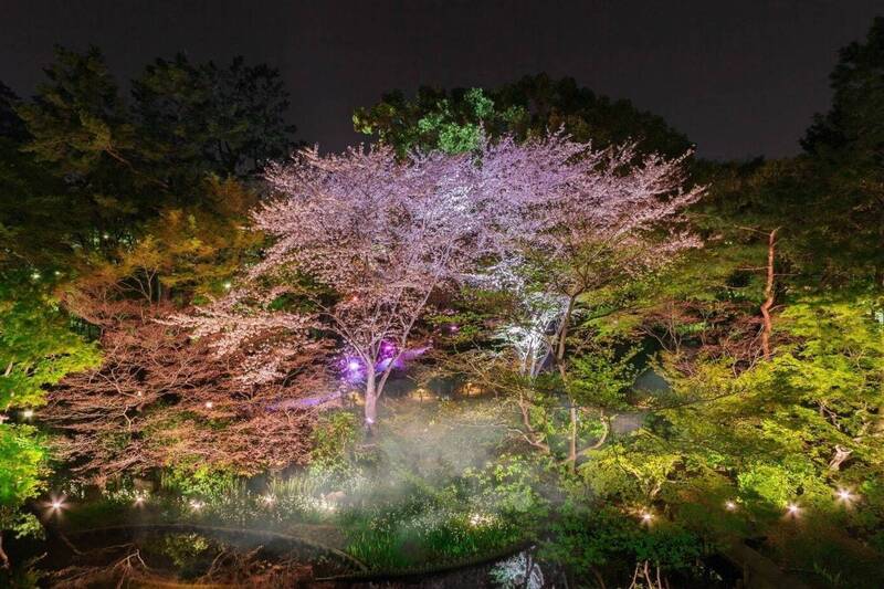 【20代30代限定】江戸時代からの名所！？桜のライトアップを見に行こ〜🥞🥞