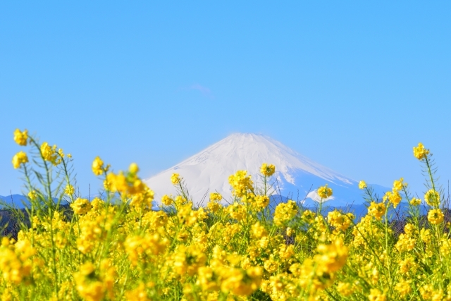 【20代主催】冬の絶景😆早咲き菜の花＆富士山🗻と湘南の宝石💎イルミネーション✨️満喫きらめき旅