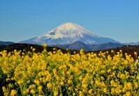 【20代主催】新春の富士山🗻✖菜の花の絶景😆と湘南の宝石💎イルミネーション✨を楽しむ旅🚃