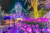 【20代主催】冬の絶景😆早咲き菜の花＆富士山🗻と湘南の宝石💎イルミネーション✨️満喫きらめき旅