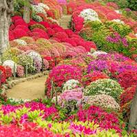 【20代30代限定】つつじ祭りに行こう！今が見頃です🐣✨😽