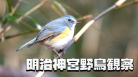 ベストシーズン！明治神宮で野鳥観察を楽しもう（森編）
