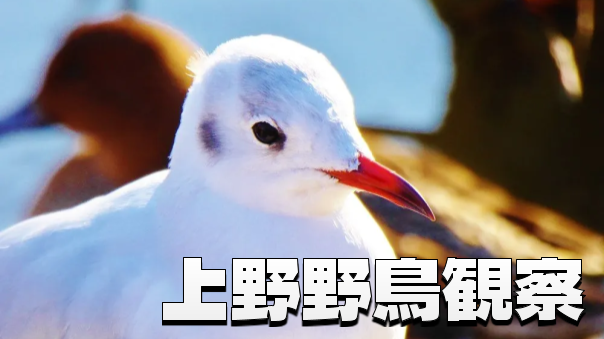 朝活バードウォッチング（水鳥編）上野公園で野鳥観察を楽しもう