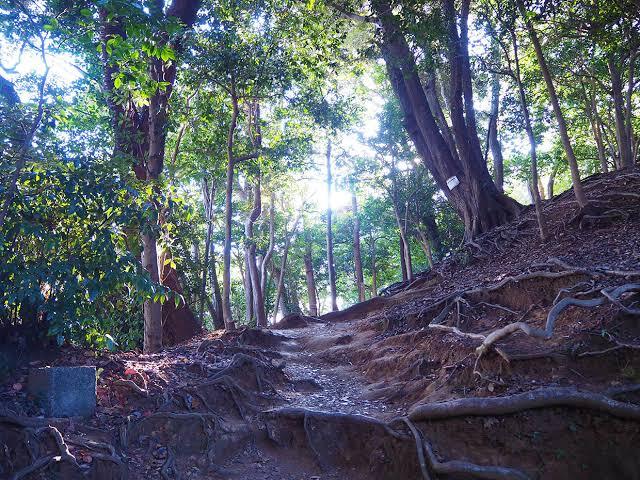 ※女性のみ募集中。登山初心者歓迎🔰【鎌倉天園ハイキングコース✕食べ歩き】鎌倉を満喫する特別な休日🌿✨