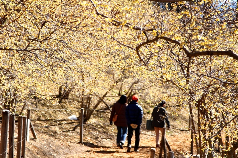 【 早春香る蝋梅🪷長瀞アルプスハイキング・登山✨】長瀞アルプスで長瀞満喫の1日☆