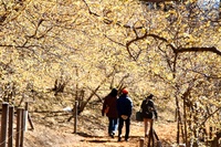 【 早春香る蝋梅🪷長瀞アルプスハイキング・登山✨】長瀞アルプスで長瀞満喫の1日☆