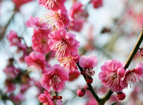 【早割中】650本ある世田谷の梅祭りに行こう🌸🌸