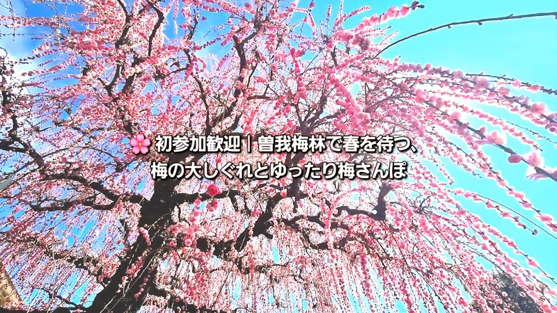🌸 初参加歓迎｜曽我梅林で春を待つ、梅の大しぐれとゆったり梅さんぽ