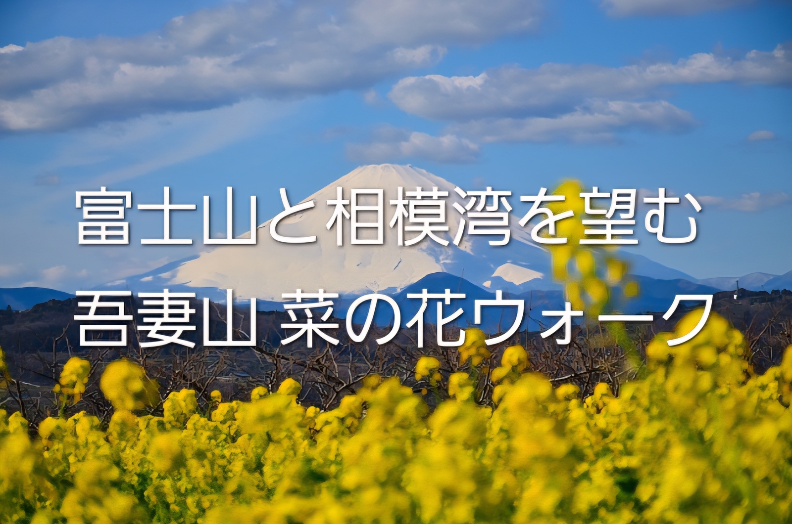 🌼 初参加歓迎｜吾妻山の菜の花をゆっくり楽しむ春待ちさんぽ