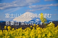 🌼 初参加歓迎｜吾妻山の菜の花をゆっくり楽しむ春待ちさんぽ